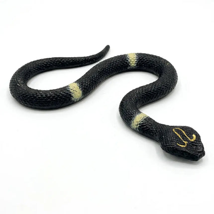 Black snake with yellow bands product view